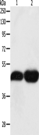 Western Blot analysis of NIH/3T3 and Lncap cell using TEKT1 Polyclonal Antibody at dilution of 1:500