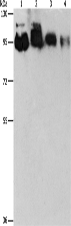 Western Blot analysis of Hela, PC3, 231 and 293T cell using EPS15L1 Polyclonal Antibody at dilution of 1:350