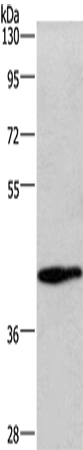 Western Blot analysis of Mouse lung tissue using WNT3A Polyclonal Antibody at dilution of 1:325