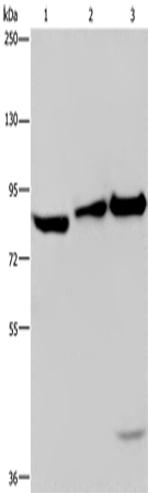 Western Blot analysis of NIH/3T3 cell, Mouse lung and liver tissue using MAPRE3 Polyclonal Antibody at dilution of 1:550