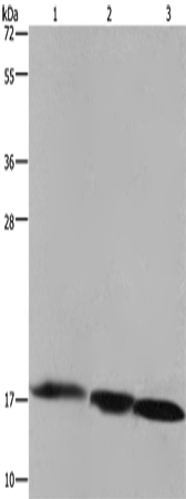 Western Blot analysis of Raji cell, Mouse liver and heart tissue using FIS1 Polyclonal Antibody at dilution of 1:500