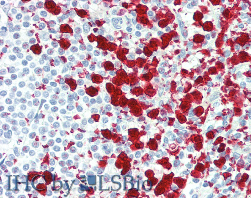 Immunohistochemistry of paraffin-embedded Spleen tissue using CD42b Polyclonal Antibody at dilution of 1:80.