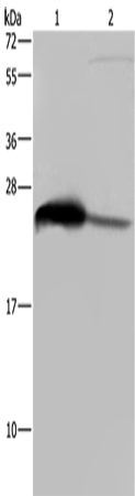 Western Blot analysis of Human testis tissue and HepG2 cell using GSTA3 Polyclonal Antibody at dilution of 1:250