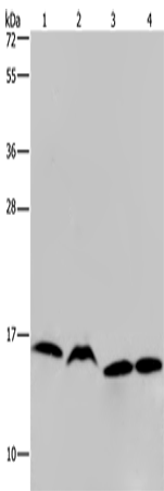 Western Blot analysis of K562, Raji, Hela and 293T cell using HIST1H2AH Polyclonal Antibody at dilution of 1:250