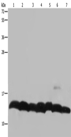 Western Blot analysis of K562 cell, Mouse pancreas tissue and Hela cell, Mouse thymus tissue and 293T cell, NIH/3T3 and LoVo cell using Histone H4 Polyclonal Antibody at dilution of 1:300