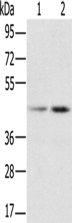 Western Blot analysis of Hela and K562 cell using hnRNP G Polyclonal Antibody at dilution of 1:800