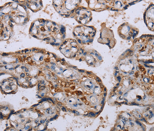 Immunohistochemistry of paraffin-embedded Human placenta using P3H3 Polyclonal Antibody at dilution of 1:50