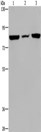 Western Blot analysis of A549 cell, Mouse heart tissue and Hela cell using P3H3 Polyclonal Antibody at dilution of 1:300