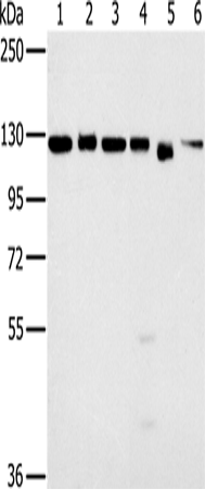 Western Blot analysis of 293T, K562, hela, 231, Jurkat and NIH/3T3 cell using MATR3 Polyclonal Antibody at dilution of 1:500