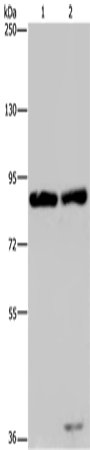 Western Blot analysis of Raji and K562 cell using MRE11 Polyclonal Antibody at dilution of 1:500