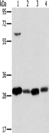 Western Blot analysis of 293T cell and Human testis tissue, A375 cell and Human normal kidney tissue using MRPL28 Polyclonal Antibody at dilution of 1:600