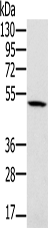 Western Blot analysis of 231 cell using PSMC2 Polyclonal Antibody at dilution of 1:500