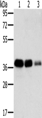 Western Blot analysis of A549, HT-29 and A172 cell using MTFR1 Polyclonal Antibody at dilution of 1:500