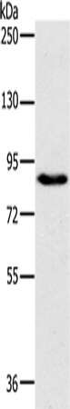 Western Blot analysis of 231 cell using PLEKHG6 Polyclonal Antibody at dilution of 1:800