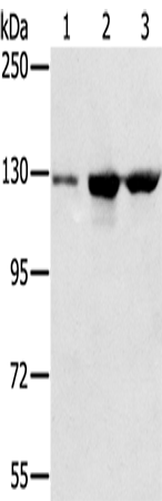 Western Blot analysis of A549, K562 and hela cell using NAT10 Polyclonal Antibody at dilution of 1:200