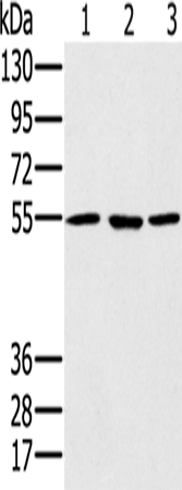 Western Blot analysis of A549, hela and NIH/3T3 cell using PSMC1 Polyclonal Antibody at dilution of 1:500