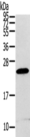 Western Blot analysis of RAW264.7 cell using RGS1 Polyclonal Antibody at dilution of 1:400