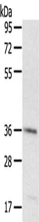 Western Blot analysis of A431 cell using PDLIM4 Polyclonal Antibody at dilution of 1:400