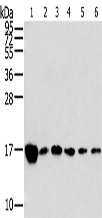 Western Blot analysis of Raji, K562, A549, hepg2, PC3 and hela cell using RPLP2 Polyclonal Antibody at dilution of 1:800