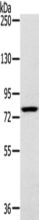 Western Blot analysis of K562 cell using RPS6KA1 Polyclonal Antibody at dilution of 1:400