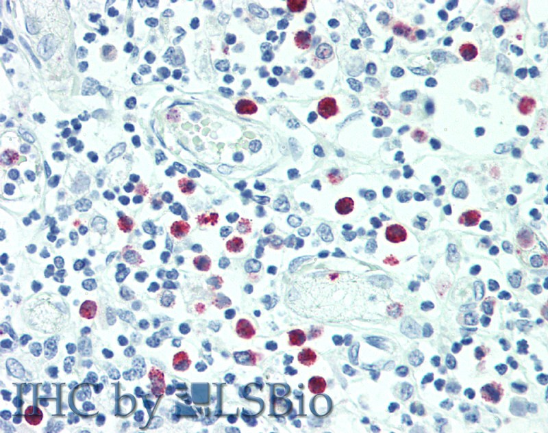 Immunohistochemistry of paraffin-embedded Thymus tissue using SRGN Polyclonal Antibody at dilution of 1:100.