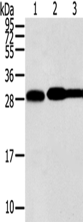 Western Blot analysis of Hela, lovo and A431 cell using STX10 Polyclonal Antibody at dilution of 1:800