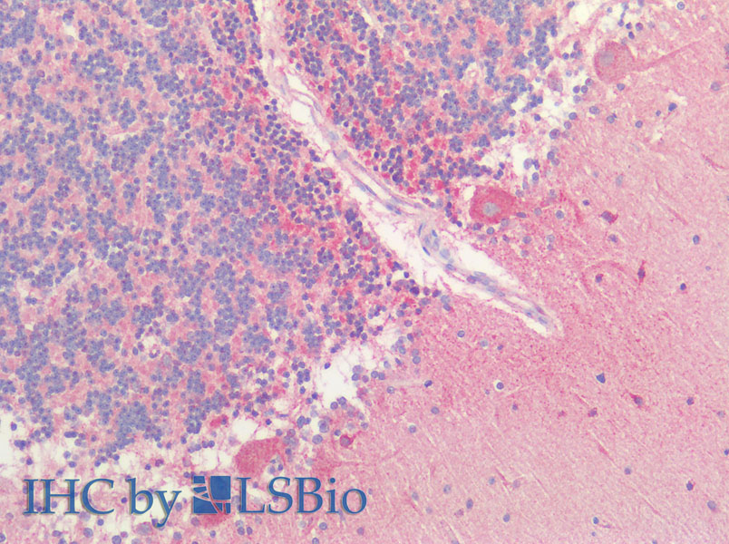 Immunohistochemistry of paraffin-embedded Human cerebellum using HTR1A Polyclonal Antibody at dilution of 1:60.