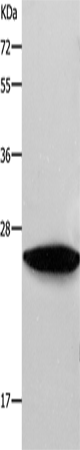 Western Blot analysis of NIH/3T3 cell using RAB38 Polyclonal Antibody at dilution of 1:550