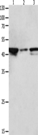 Western Blot analysis of Hela,  NIH/3T3 and Jurkat cell   using MAP2K2 Polyclonal Antibody at dilution of 1:1900