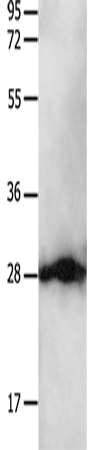 Western Blot analysis of Hela cell  using 14-3-3 beta/alpha Polyclonal Antibody at dilution of 1:550