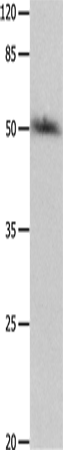 Western Blot analysis of HT-29 cell   using P2RY2 Polyclonal Antibody at dilution of 1:500