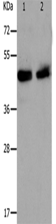 Western Blot analysis of Hela and A549 cell using PAWR Polyclonal Antibody at dilution of 1:1200