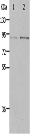 Western Blot analysis of Hela and 293T cell using PIBF1 Polyclonal Antibody at dilution of 1:400