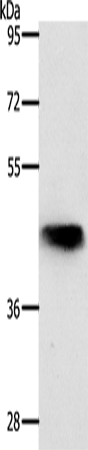 Western Blot analysis of Mouse lung tissue using NKX2-1 Polyclonal Antibody at dilution of 1:700