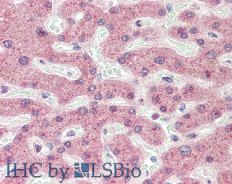 Immunohistochemistry of paraffin-embedded Liver tissue using APOL1 Polyclonal Antibody at dilution of 1:100.