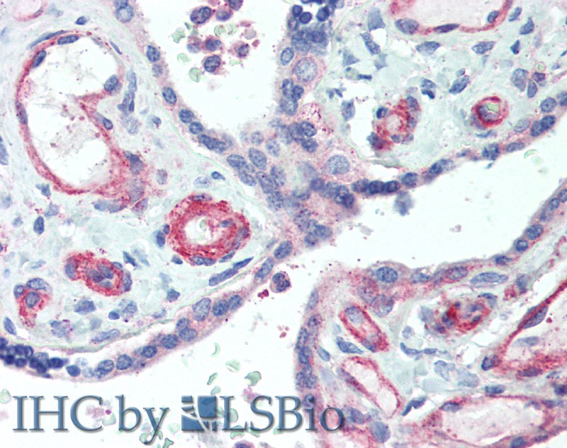 Immunohistochemistry of paraffin-embedded Human Placenta using APOL2 Polyclonal Antibody at dilution of 1:50.