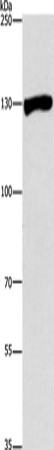 Western Blot analysis of Raji cell using UPF1 Polyclonal Antibody at dilution of 1:300