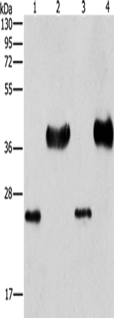 Western Blot analysis of Mouse liver tissue and k562 cell, hela and 293T cell using LIN28B  Polyclonal Antibody at dilution of 1:550