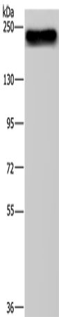 Western Blot analysis of NIH/3T3 cell using BRD4 Polyclonal Antibody at dilution of 1:500
