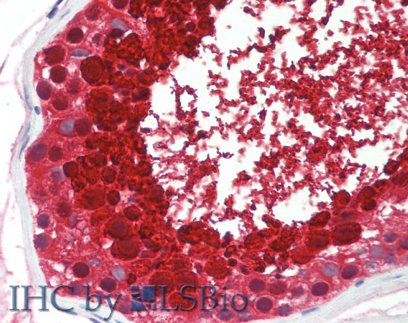 Immunohistochemistry of paraffin-embedded Testis tissue using ASPN Polyclonal Antibody at dilution of 1:60 .