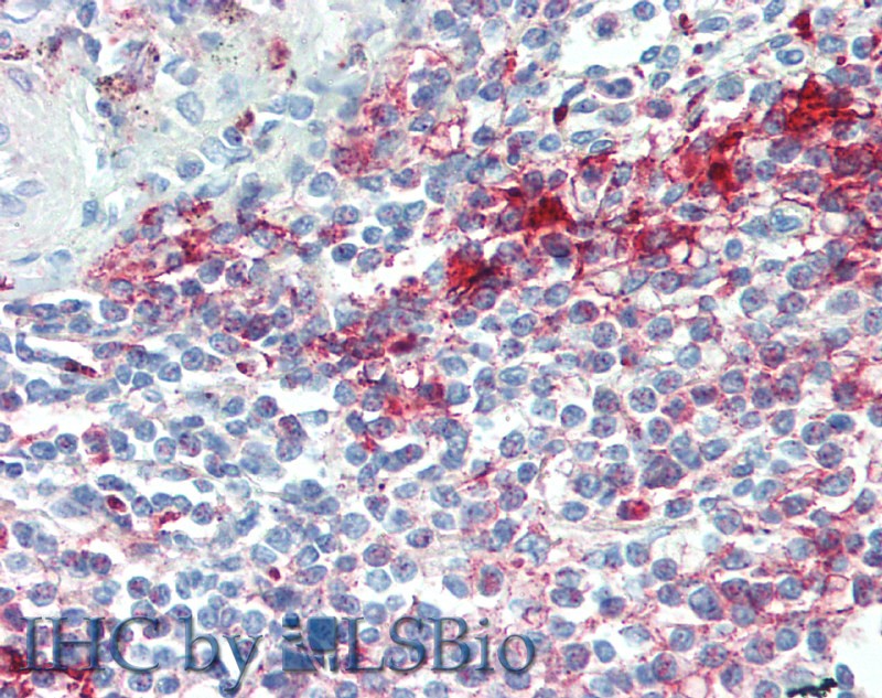 Immunohistochemistry of paraffin-embedded Spleen tissue using NLRP7 Polyclonal Antibody at dilution of 1:100.