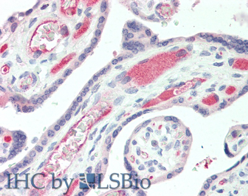 Immunohistochemistry of paraffin-embedded Human Placenta using IBSP Polyclonal Antibody at dilution of 1:50.