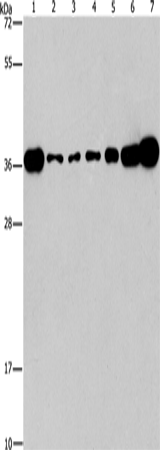 Western Blot analysis of Lovo, A431, A549, hela, hepG2 and Raji cell, Mouse brain tissue using CRKL Polyclonal Antibody at dilution of 1:550