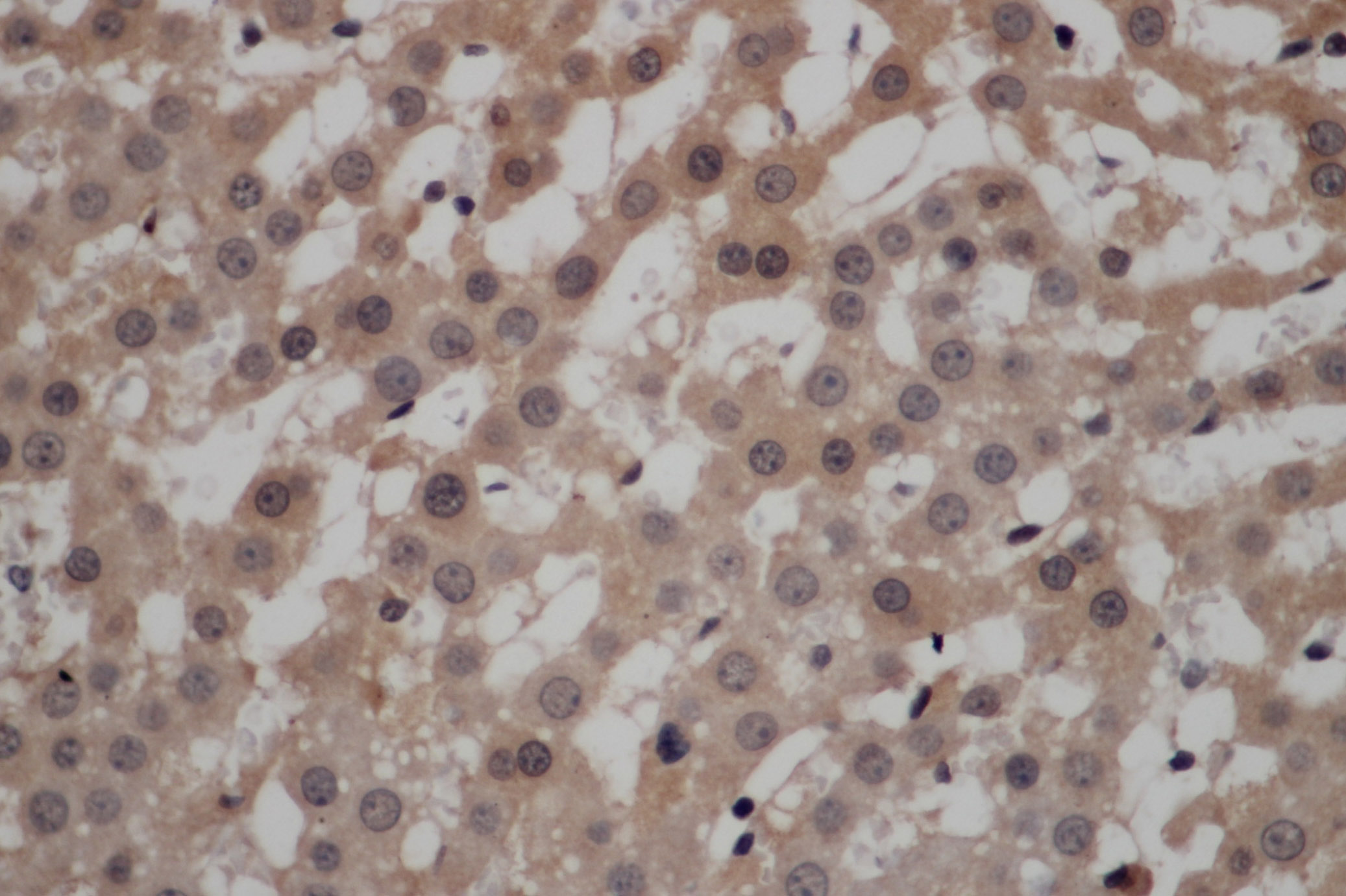 Immunohistochemistry of paraffin-embedded Rat liver using CALCRL Polyclonal Antibody at dilution of 1:50