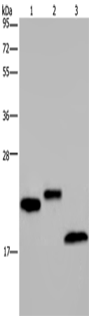 Western Blot analysis of NIH/3T3 cell, Human testis and Mouse fat tissue using EPPIN Polyclonal Antibody at dilution of 1:400