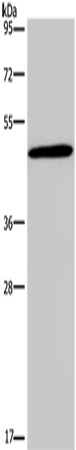 Western Blot analysis of 293T cell using Glucagon Receptor Polyclonal Antibody at dilution of 1:200