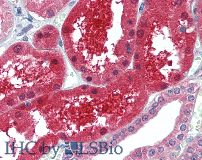 Immunohistochemistry of paraffin-embedded Kidney tissue using GPC6 Polyclonal Antibody at dilution of 1:100.