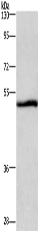 Western Blot analysis of A549 cell using NRG1 Polyclonal Antibody at dilution of 1:500