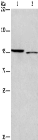 Western Blot analysis of 293T and Hela cell using ICAM5 Polyclonal Antibody at dilution of 1:500