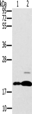 Western Blot analysis of Mouse brain and heart tissue using PTP4A2 Polyclonal Antibody at dilution of 1:200